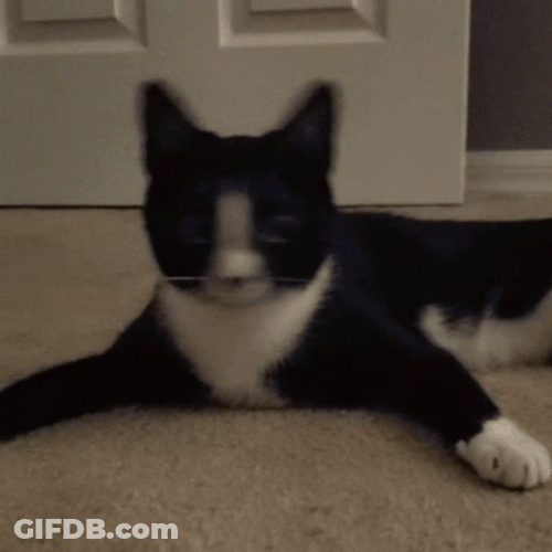 Cat Bobbing Head Shaking Left Right No Meme GIF