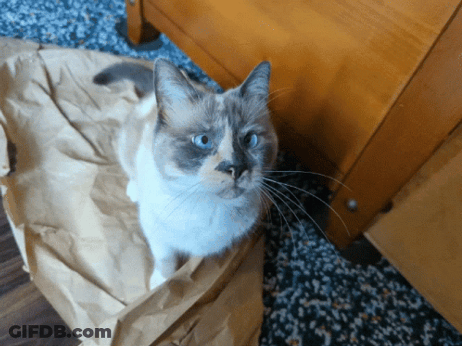 Cat Bobbing Head Vibe Dance Boomerang Effect GIF