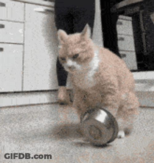 Cat Bowl GIF
