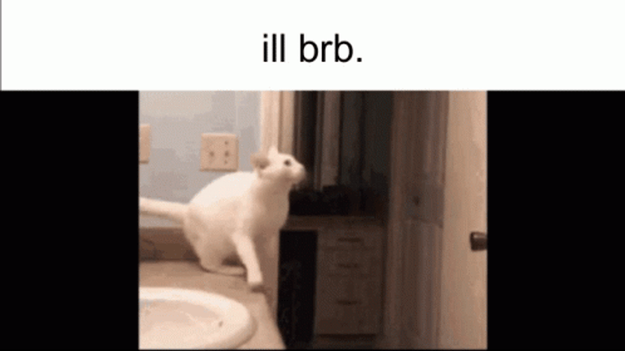 Cat Brb Jump Fail GIF