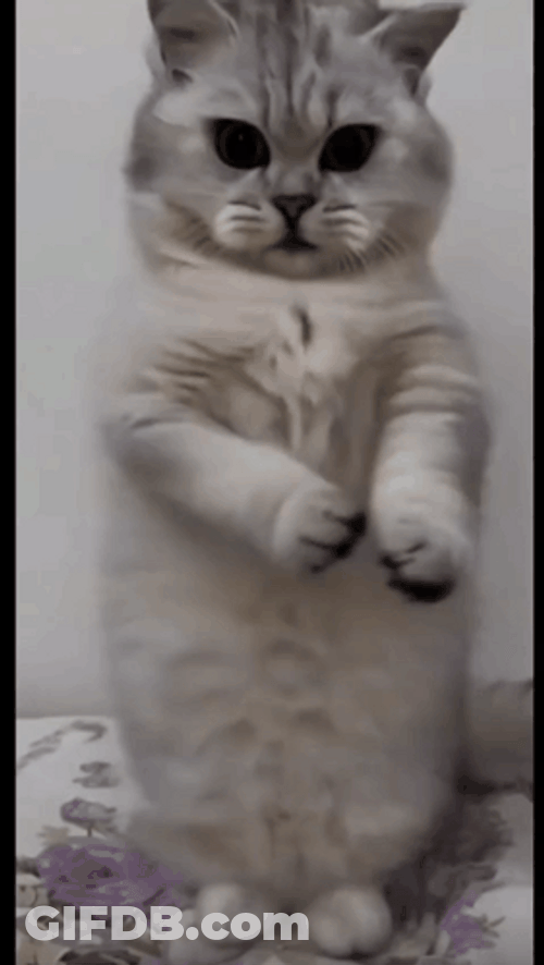 Cat Breakdancing Clapping GIF