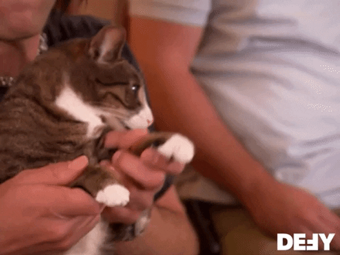 Cat Breakdancing Dance By Human GIF