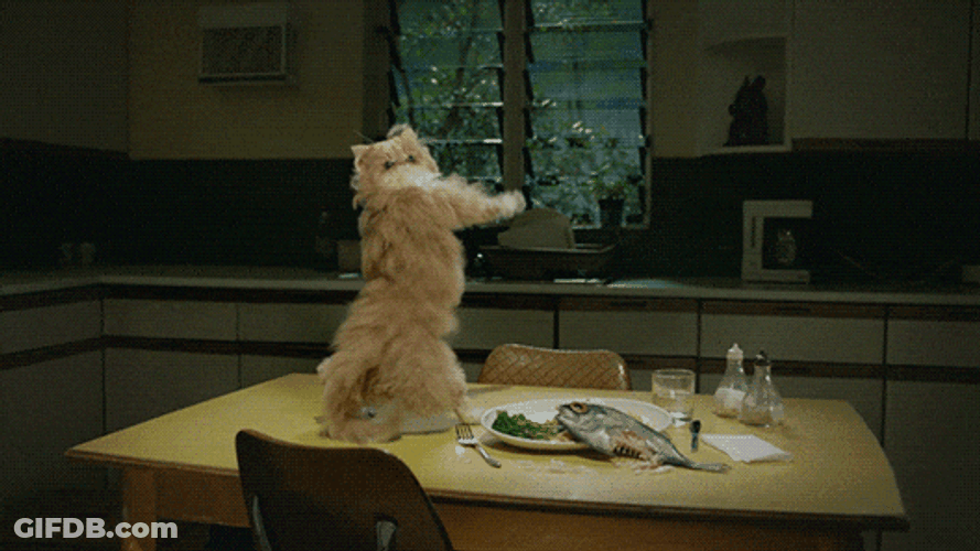 Cat Breakdancing In The Kitchen GIF