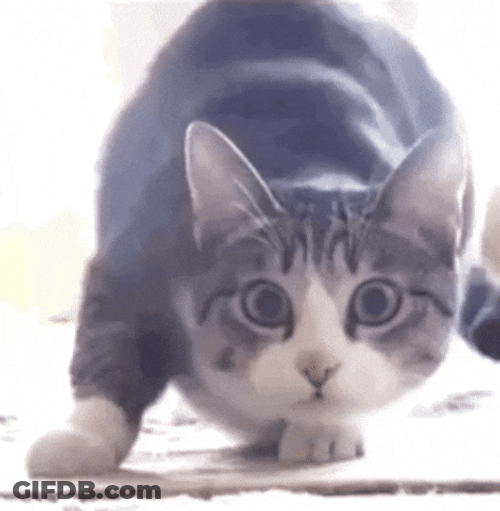 Cat Breakdancing Jiggling GIF