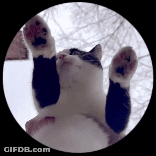 Cat Breakdancing On Disc GIF