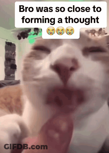 Cat Bro Was So Close To Forming A Thought GIF