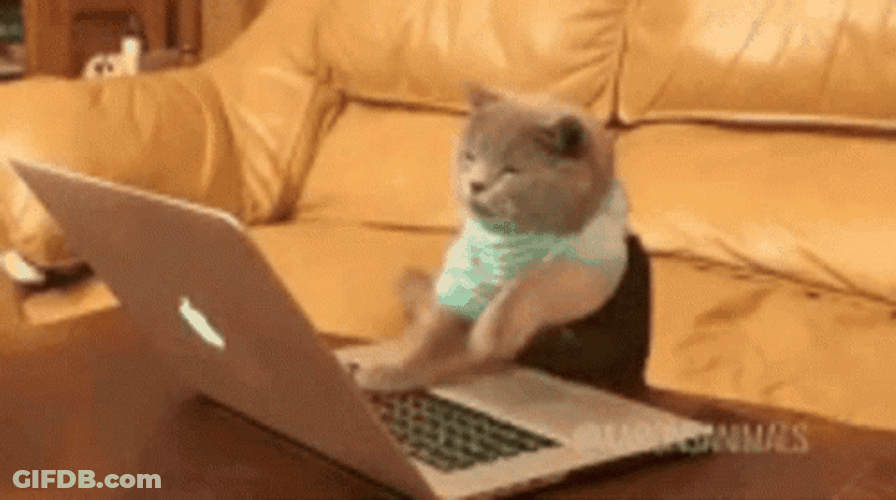 Cat Busy Typing On Laptop GIF