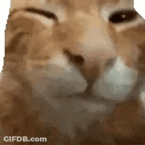 Cat Bye Meme GIF