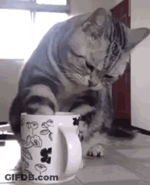 Cat Cafe GIF