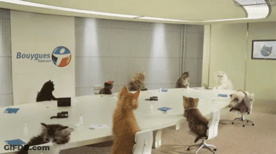 Cat Call For A Meeting GIF