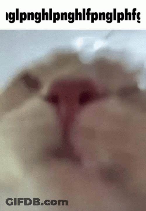 Cat Caption Drinking Water Meme GIF
