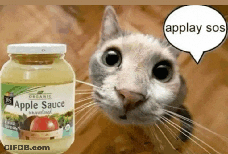 Cat Car Meme GIF