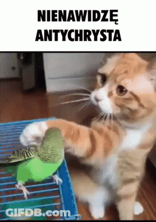 Cat Caressing Parrot GIF