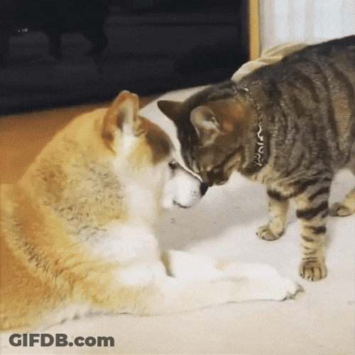 Cat Caring Doge Meme GIF