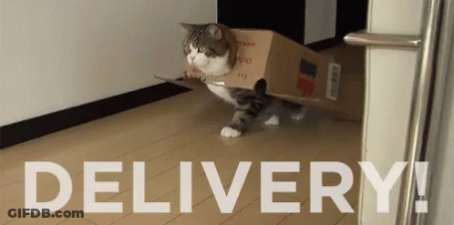 Cat Carrying Cardboard Box Delivery GIF