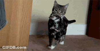 Cat Carrying Kitten On Back GIF
