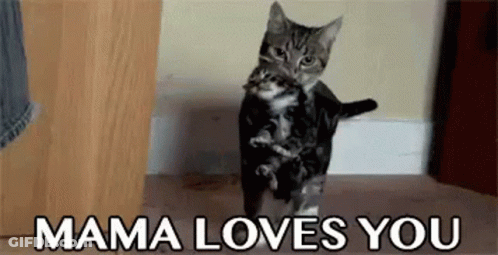 Cat Carrying Kitten Saying Mama Loves You GIF