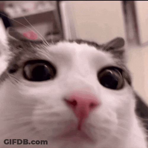 Cat Cat Blink GIF