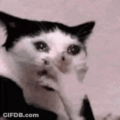Cat Cat Crying GIF