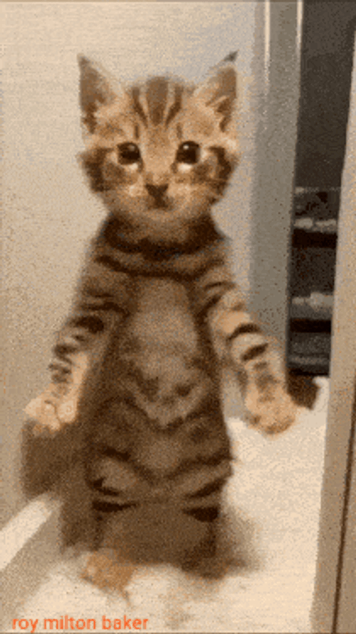 Cat Cat Dancing GIF