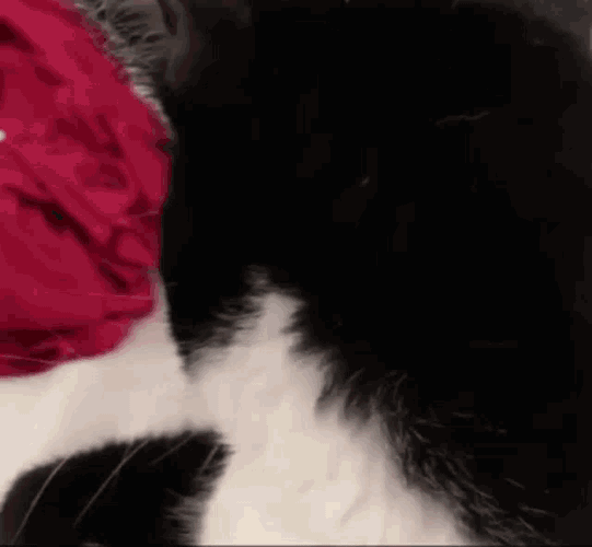 Cat Cat Face GIF