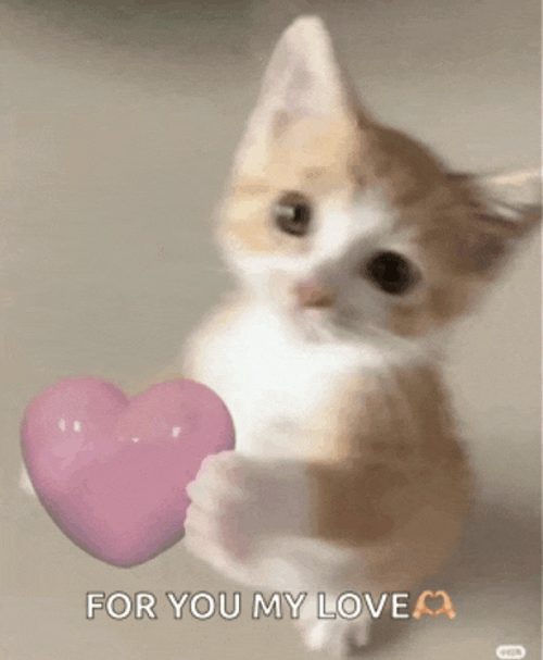 Cat Cat Love Meme GIF