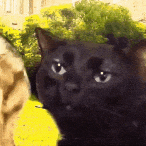 Cat Cat Meme GIF