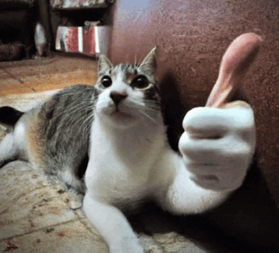 Cat Cat Meme Meme GIF