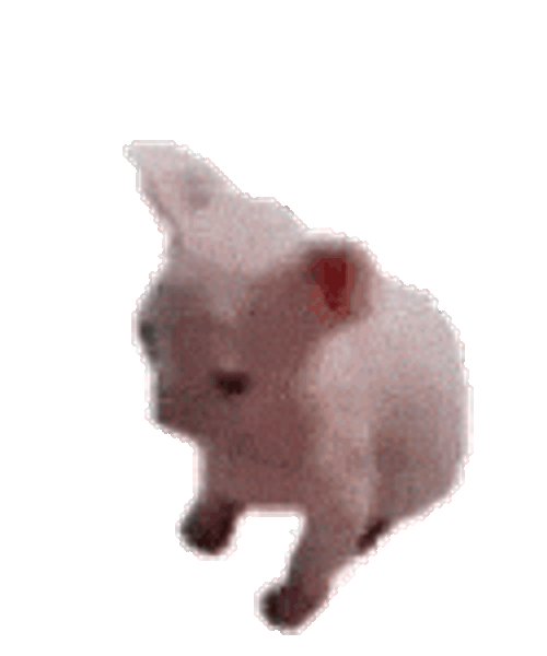 Cat Cat Meme Sticker GIF