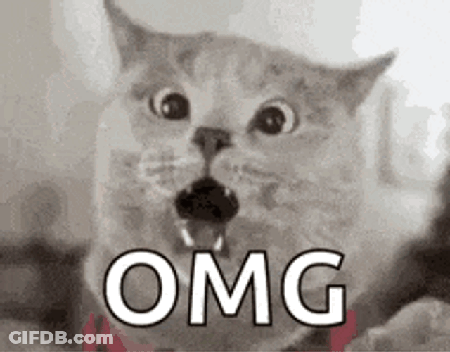 Cat Cat Memes GIF