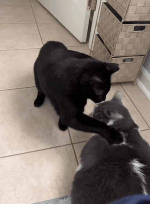 Cat Cat Punch GIF