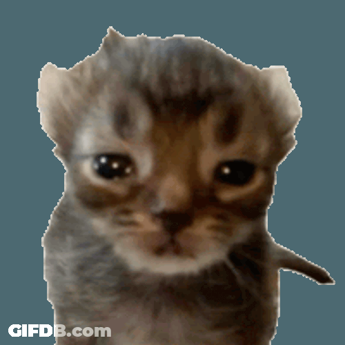 Cat Cat Sad Sticker GIF