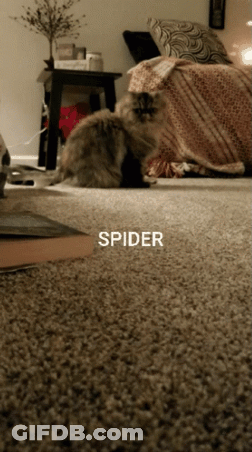 Cat Catching Spider Jumpscare GIF