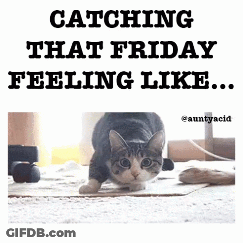 Cat Catching That Friday Feeling GIF