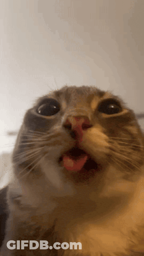 Cat Cats GIF