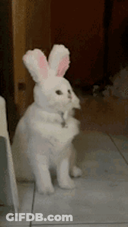 Cat Cats Love GIF