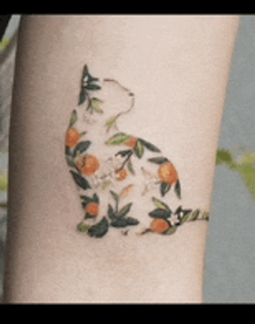 Cat Cats Meme GIF