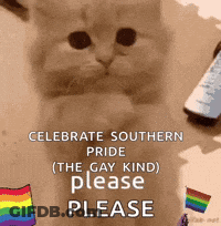 Cat Celebrate Southern Pride Gay Kind Please GIF