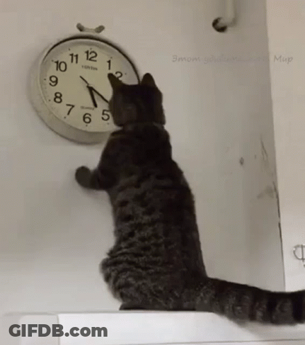 Cat Changing The Clock Changing The Time GIF