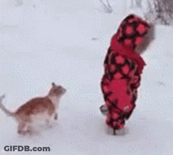 Cat Chase Baby Winter Snow GIF