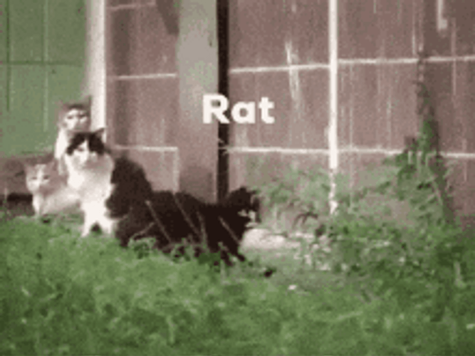 Cat Chase Rat Funny GIF