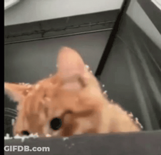 Cat Chasing Snowflake GIF