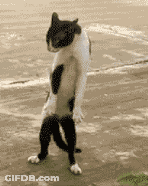 Cat Chill Breakdancing GIF