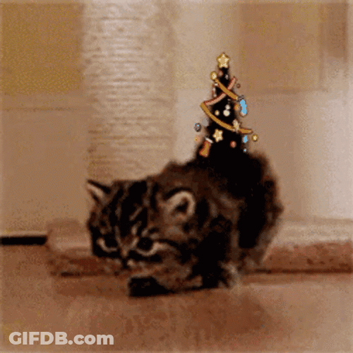 Cat Christmas In July GIF