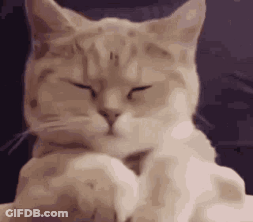 Cat Cleaning Itself GIF