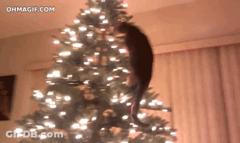 Cat Climbing Christmas Tree With Ohmagif.com GIF