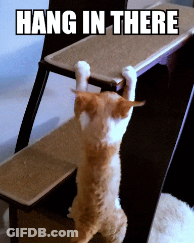 Cat Climbing Ladder Hang In There GIF