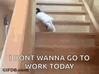 Cat Climbing Stairs GIF