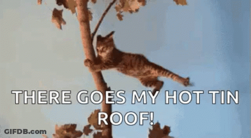 Cat Climbing Tree Saying There Goes My Hot Tin Roof GIF