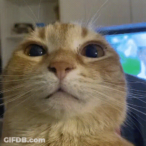 Cat Close Up GIF